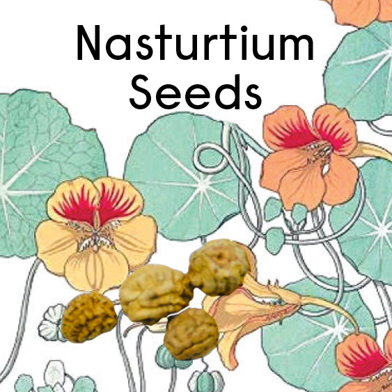 Little Surprizes™ 24 pack