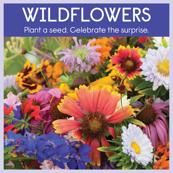 Little Surprizes™ 24 pack