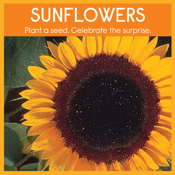 Little Surprizes™ 24 pack